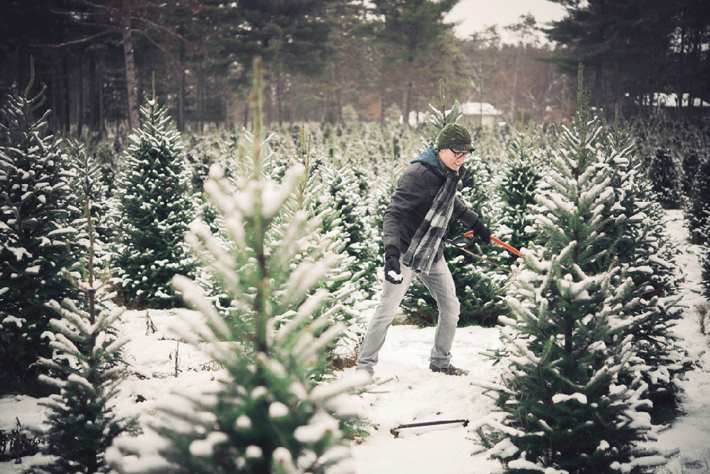 christmastreepurchasing-rheapappas-17-2016-gif